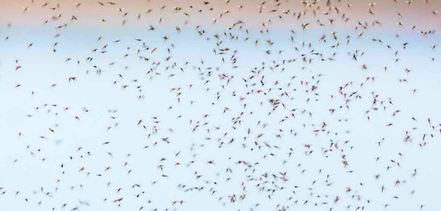 Monitoring the Emergence of Infectious Diseases