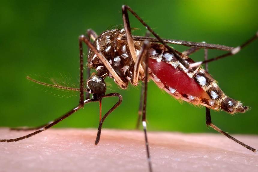GMO Mosquitoes to the Rescue in Cali, Colombia