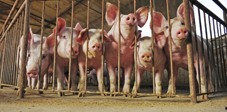 Why We Should Tax Meat That Contains Antibiotics