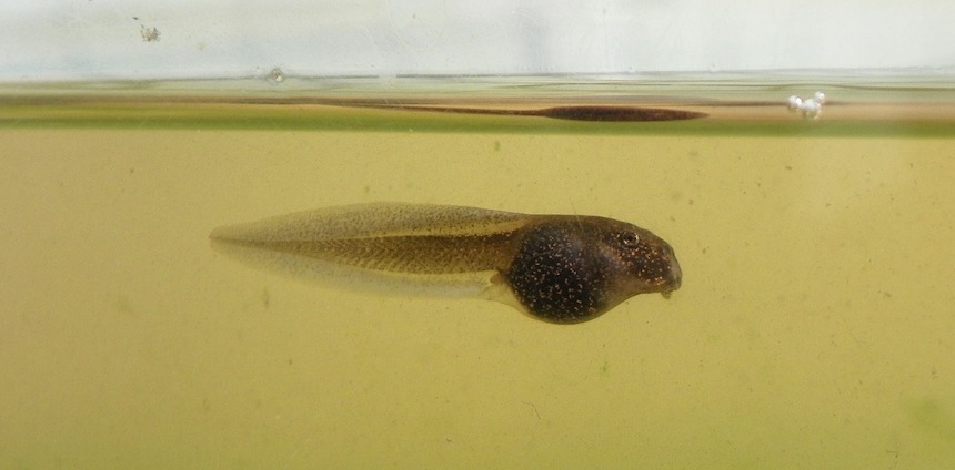 Everyday Chemicals May Affect Brain Development, Including Foetal IQ