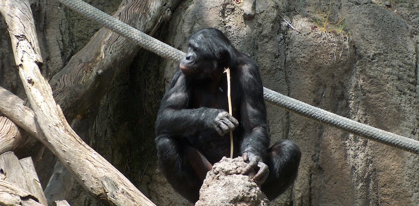 What Makes an Animal Clever? Research Shows Intelligence Is Not Just About Using Tools