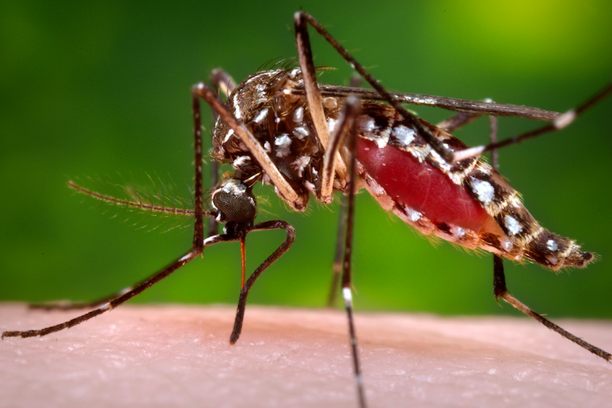 NIAID-Sponsored Trial of Experimental Chikungunya Vaccine Begins