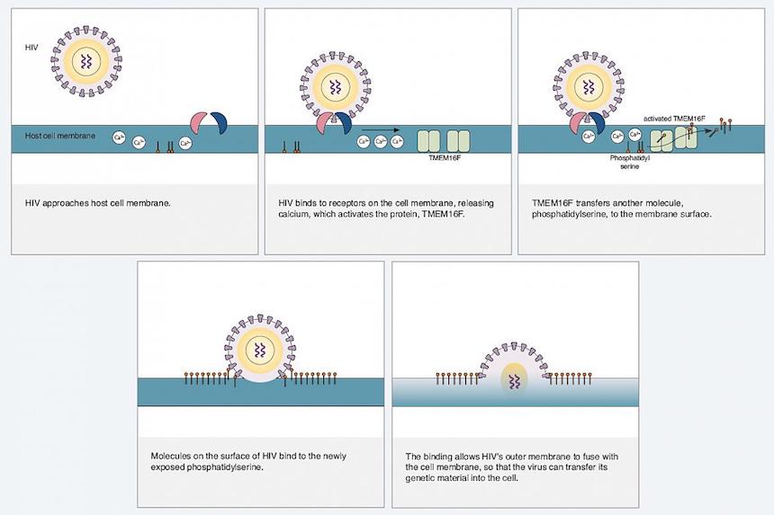 HIV Hijacks Surface Molecule to Invade Cell