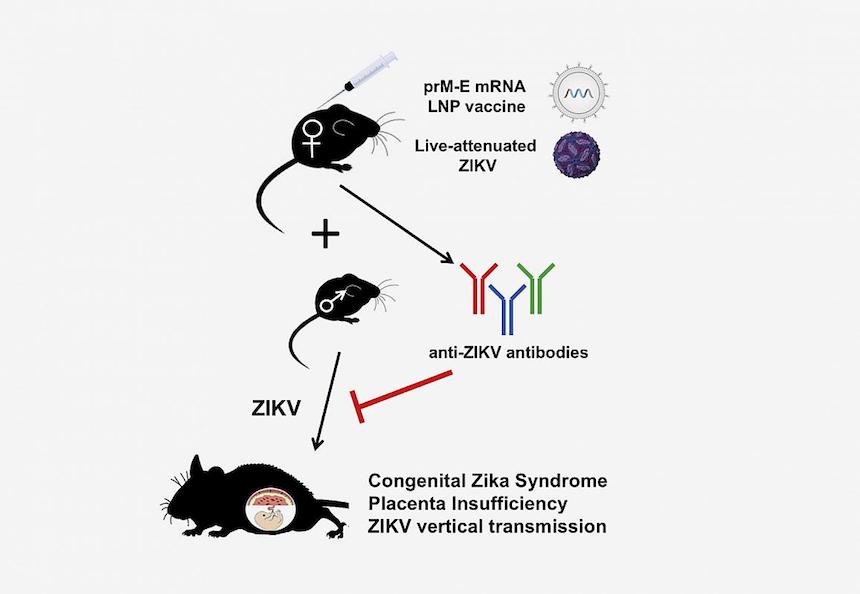 Experimental Zika Virus Vaccines Restrict in Utero Virus Transmission in Mice