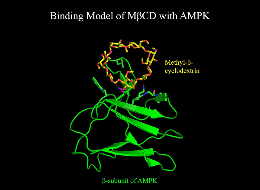 NIH Scientists Find Rare Disease Clues in Cell’s Recycling System
