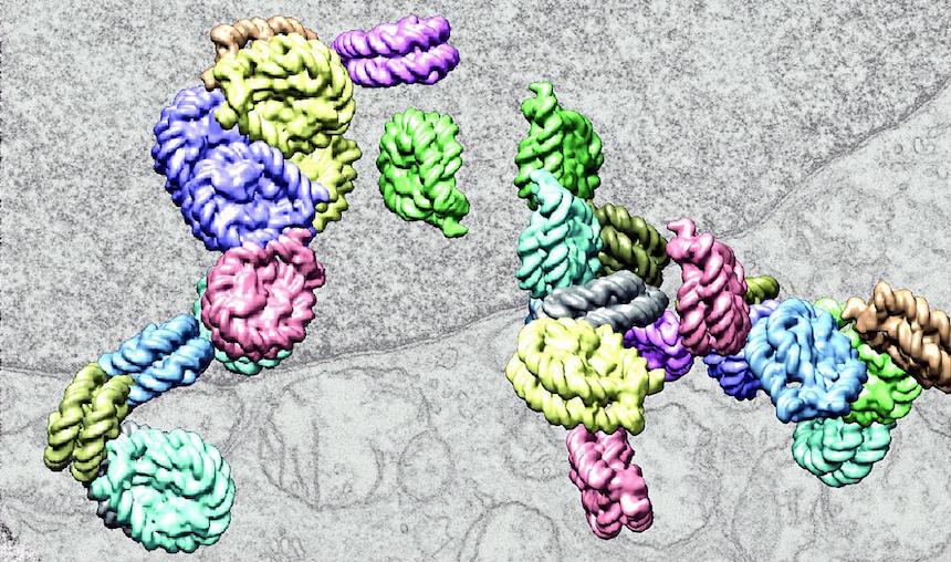 New Imaging Technique Overturns Longstanding Textbook Model of DNA Folding