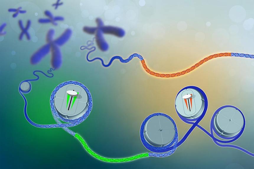 NIH Completes Atlas of Human DNA Differences That Influence Gene Expression