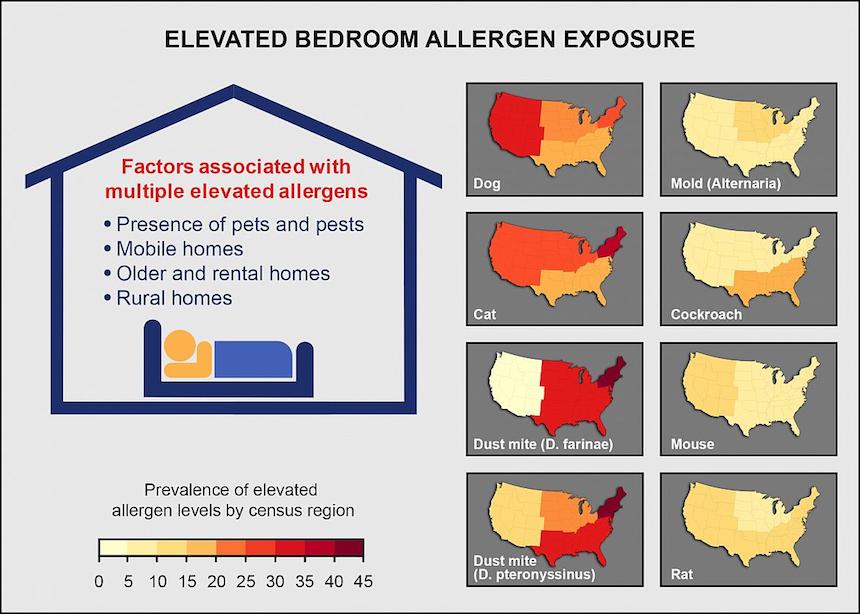 Allergens Widespread in Largest Study of American Homes