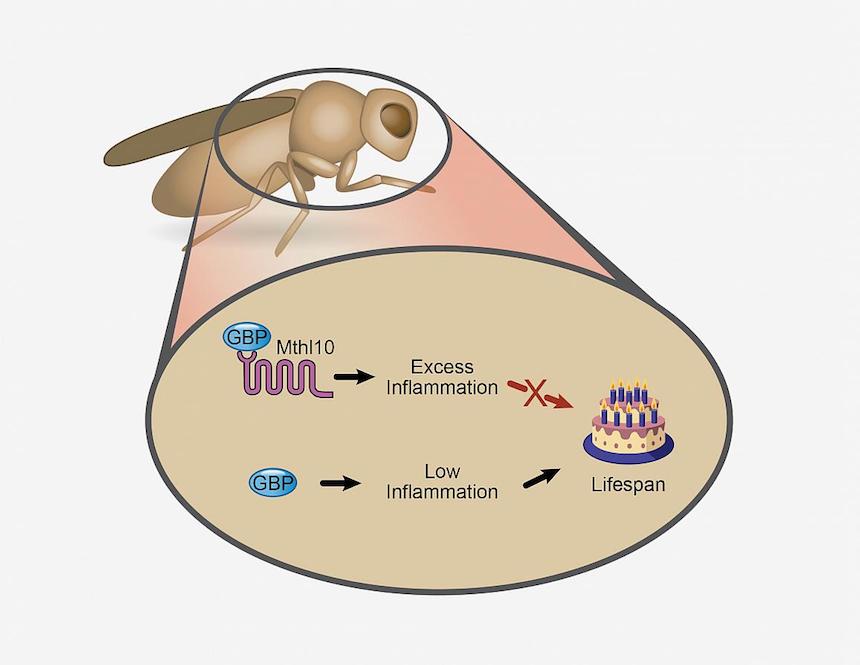 Defending Against Environmental Stressors May Shorten Lifespan