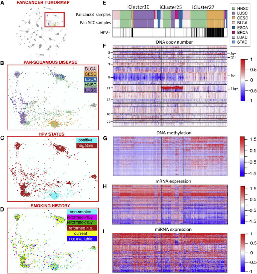 NIH Researchers Use Genomics to Set Squamous Cell Carcinomas Apart from Other Cancers