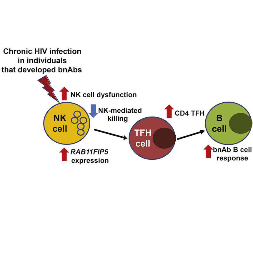 Researchers Find How Natural Killer Cells Regulate Protective HIV Antibodies